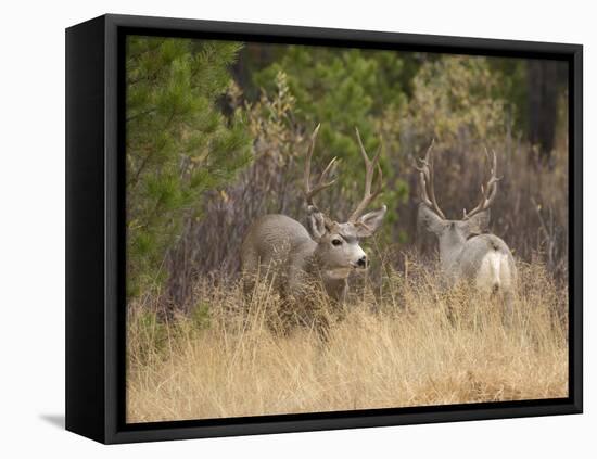 Rocky Mountain Mule Deer Bucks, Odocoileus Hemionus, Wyoming, Wild-Maresa Pryor-Framed Stretched Canvas