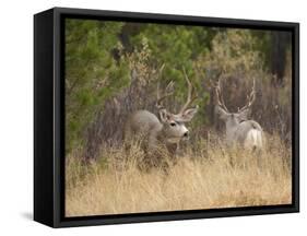 Rocky Mountain Mule Deer Bucks, Odocoileus Hemionus, Wyoming, Wild-Maresa Pryor-Framed Stretched Canvas