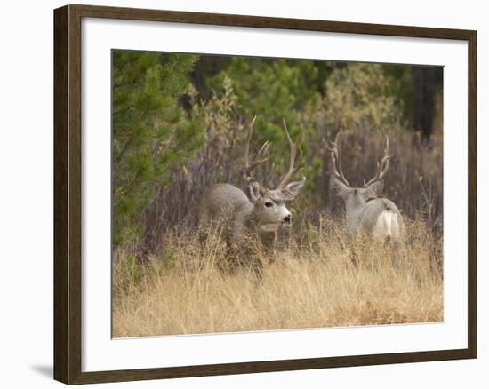 Rocky Mountain Mule Deer Bucks, Odocoileus Hemionus, Wyoming, Wild-Maresa Pryor-Framed Photographic Print