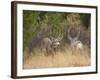 Rocky Mountain Mule Deer Bucks, Odocoileus Hemionus, Wyoming, Wild-Maresa Pryor-Framed Photographic Print