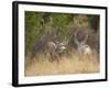 Rocky Mountain Mule Deer Bucks, Odocoileus Hemionus, Wyoming, Wild-Maresa Pryor-Framed Photographic Print