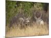 Rocky Mountain Mule Deer Bucks, Odocoileus Hemionus, Wyoming, Wild-Maresa Pryor-Mounted Photographic Print