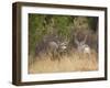 Rocky Mountain Mule Deer Bucks, Odocoileus Hemionus, Wyoming, Wild-Maresa Pryor-Framed Photographic Print