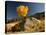 Rocky Mountain National Park Aspen, Colorado, USA-Patrick J^ Wall-Stretched Canvas