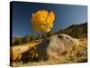 Rocky Mountain National Park Aspen, Colorado, USA-Patrick J^ Wall-Stretched Canvas