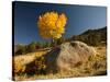 Rocky Mountain National Park Aspen, Colorado, USA-Patrick J^ Wall-Stretched Canvas