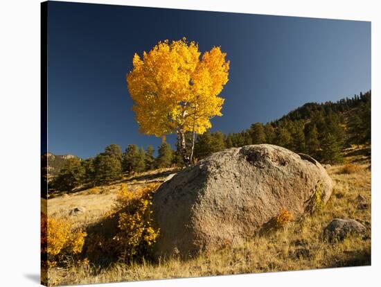 Rocky Mountain National Park Aspen, Colorado, USA-Patrick J^ Wall-Stretched Canvas