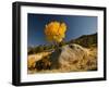 Rocky Mountain National Park Aspen, Colorado, USA-Patrick J^ Wall-Framed Photographic Print