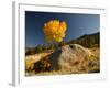 Rocky Mountain National Park Aspen, Colorado, USA-Patrick J^ Wall-Framed Photographic Print