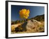 Rocky Mountain National Park Aspen, Colorado, USA-Patrick J^ Wall-Framed Photographic Print