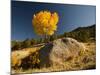 Rocky Mountain National Park Aspen, Colorado, USA-Patrick J^ Wall-Mounted Photographic Print