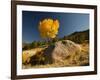 Rocky Mountain National Park Aspen, Colorado, USA-Patrick J^ Wall-Framed Photographic Print