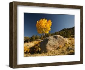 Rocky Mountain National Park Aspen, Colorado, USA-Patrick J^ Wall-Framed Photographic Print