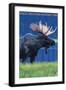 Rocky Mountain National Park, Colorado, Moose at Night-Lantern Press-Framed Art Print