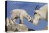 Rocky Mountain National Park, Colorado - Mountain Goat and Kid-Lantern Press-Stretched Canvas