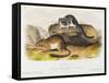 Rocky Mountain Neotoma, Plate 29 from 'Quadrupeds of North America', Engraved by R. Trembly-John Woodhouse Audubon-Framed Stretched Canvas