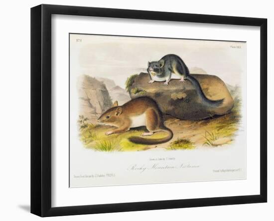 Rocky Mountain Neotoma, Plate 29 from 'Quadrupeds of North America', Engraved by R. Trembly-John Woodhouse Audubon-Framed Giclee Print