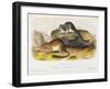 Rocky Mountain Neotoma, Plate 29 from 'Quadrupeds of North America', Engraved by R. Trembly-John Woodhouse Audubon-Framed Giclee Print