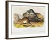 Rocky Mountain Neotoma, Plate 29 from 'Quadrupeds of North America', Engraved by R. Trembly-John Woodhouse Audubon-Framed Giclee Print