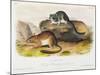 Rocky Mountain Neotoma, Plate 29 from 'Quadrupeds of North America', Engraved by R. Trembly-John Woodhouse Audubon-Mounted Giclee Print