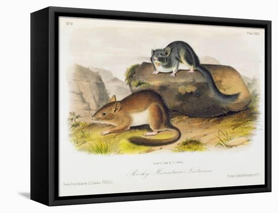 Rocky Mountain Neotoma, Plate 29 from 'Quadrupeds of North America', Engraved by R. Trembly-John Woodhouse Audubon-Framed Stretched Canvas