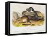 Rocky Mountain Neotoma, Plate 29 from 'Quadrupeds of North America', Engraved by R. Trembly-John Woodhouse Audubon-Framed Stretched Canvas