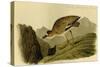 Rocky Mountain Plover-John James Audubon-Stretched Canvas