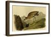 Rocky Mountain Plover-John James Audubon-Framed Art Print