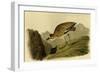 Rocky Mountain Plover-John James Audubon-Framed Art Print