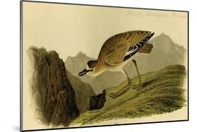 Rocky Mountain Plover-John James Audubon-Mounted Art Print