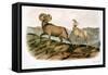 Rocky Mountain Sheep, 1846-John James Audubon-Framed Stretched Canvas