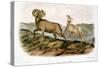 Rocky Mountain Sheep, 1846-John James Audubon-Stretched Canvas