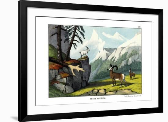 Rocky Mountain Sheep, 1860-null-Framed Giclee Print
