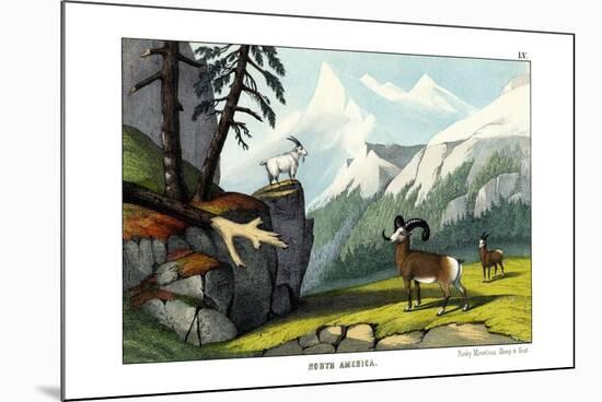 Rocky Mountain Sheep, 1860-null-Mounted Giclee Print