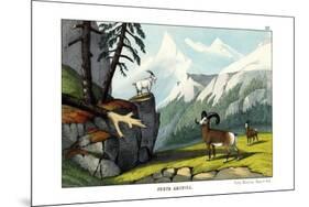 Rocky Mountain Sheep, 1860-null-Mounted Giclee Print