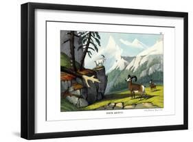 Rocky Mountain Sheep, 1860-null-Framed Giclee Print