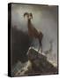Rocky Mountain Sheep or Big Horn, Ovis, Montana, C.1884 (Oil on Canvas Tacked over Panel)-Albert Bierstadt-Stretched Canvas