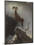 Rocky Mountain Sheep or Big Horn, Ovis, Montana, C.1884 (Oil on Canvas Tacked over Panel)-Albert Bierstadt-Mounted Giclee Print