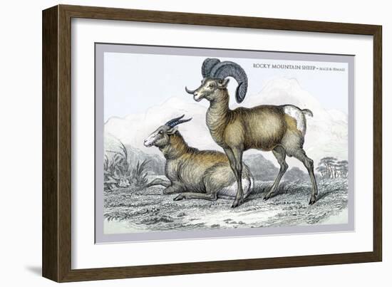 Rocky Mountain Sheep-John Stewart-Framed Art Print
