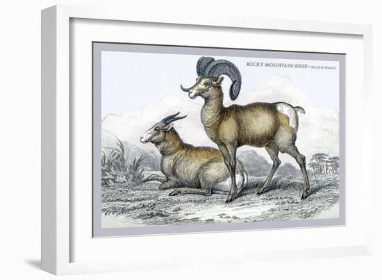 Rocky Mountain Sheep-John Stewart-Framed Art Print