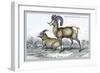 Rocky Mountain Sheep-John Stewart-Framed Art Print