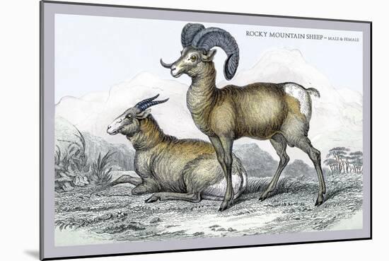 Rocky Mountain Sheep-John Stewart-Mounted Art Print