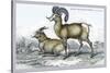 Rocky Mountain Sheep-John Stewart-Stretched Canvas