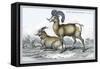 Rocky Mountain Sheep-John Stewart-Framed Stretched Canvas