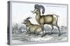 Rocky Mountain Sheep-John Stewart-Stretched Canvas