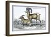 Rocky Mountain Sheep-John Stewart-Framed Premium Giclee Print