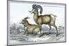 Rocky Mountain Sheep-John Stewart-Mounted Premium Giclee Print