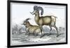 Rocky Mountain Sheep-John Stewart-Framed Art Print