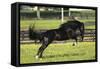 Rocky Mountain Stallion 001-Bob Langrish-Framed Stretched Canvas