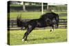 Rocky Mountain Stallion 001-Bob Langrish-Stretched Canvas